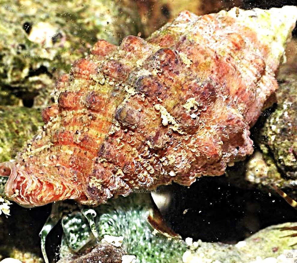 Stocky Cerith Snail