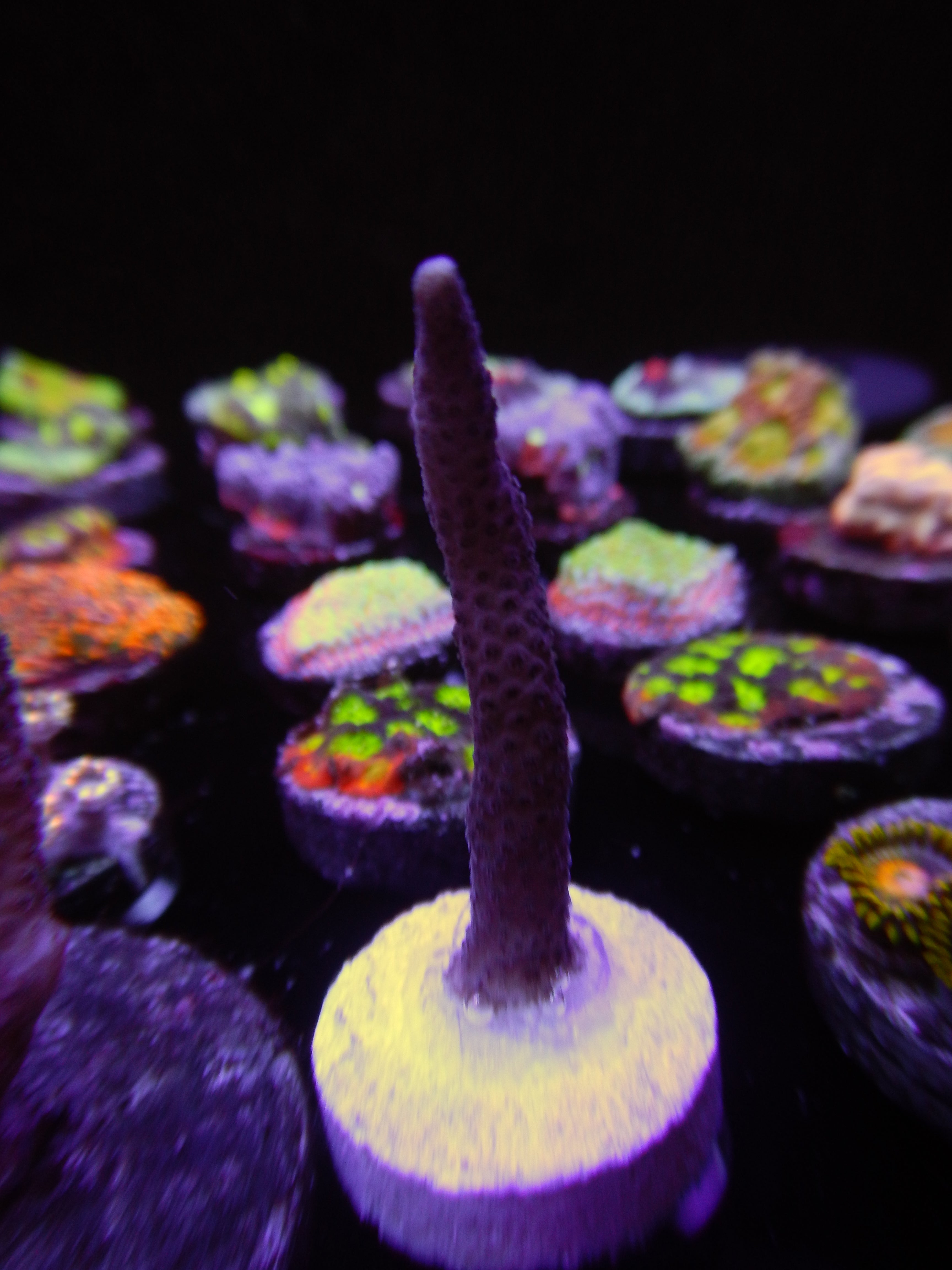 Vibrant SPS coral colony in reef aquarium