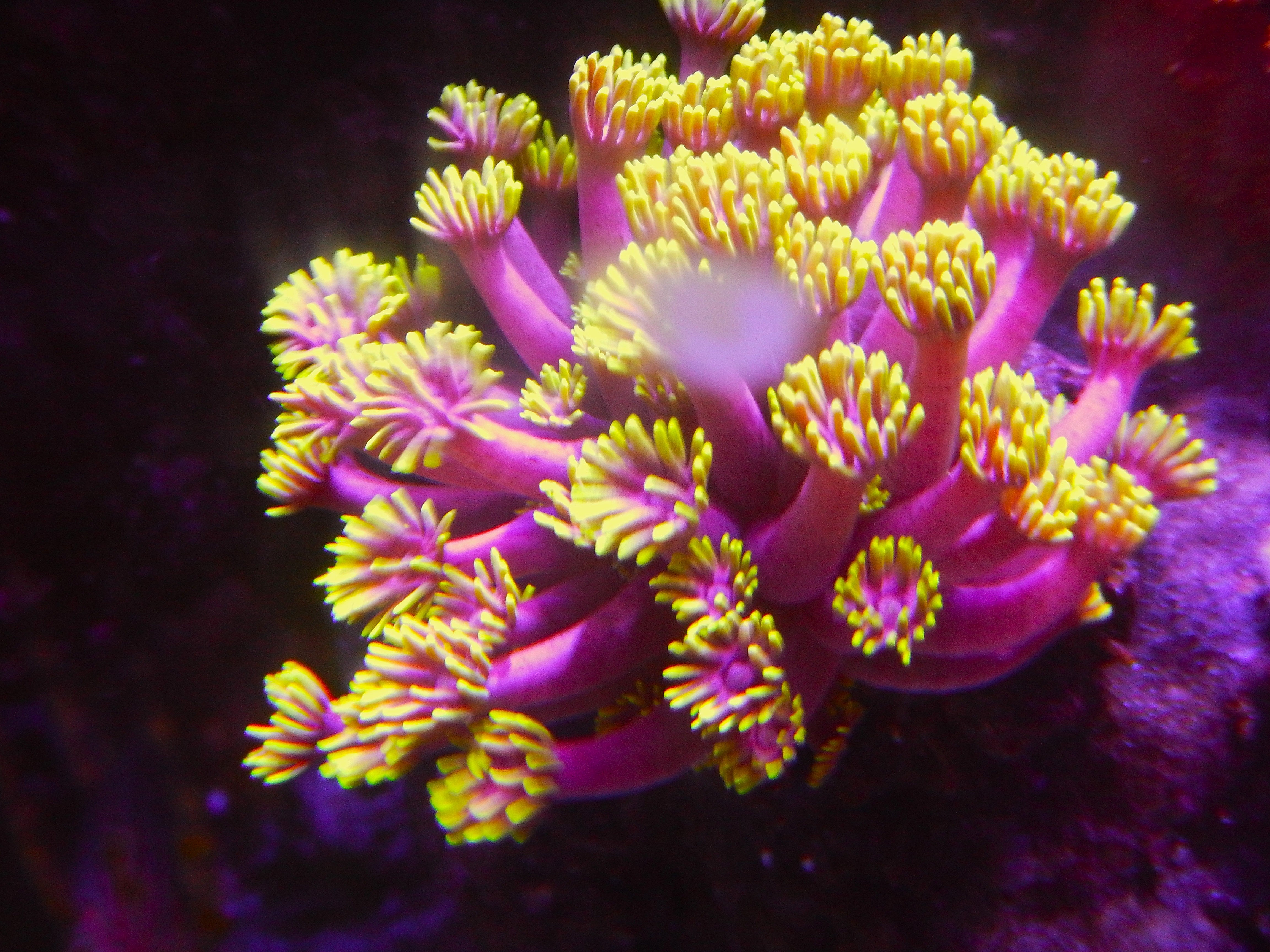 Euphyllia coral cluster with flowing polyps