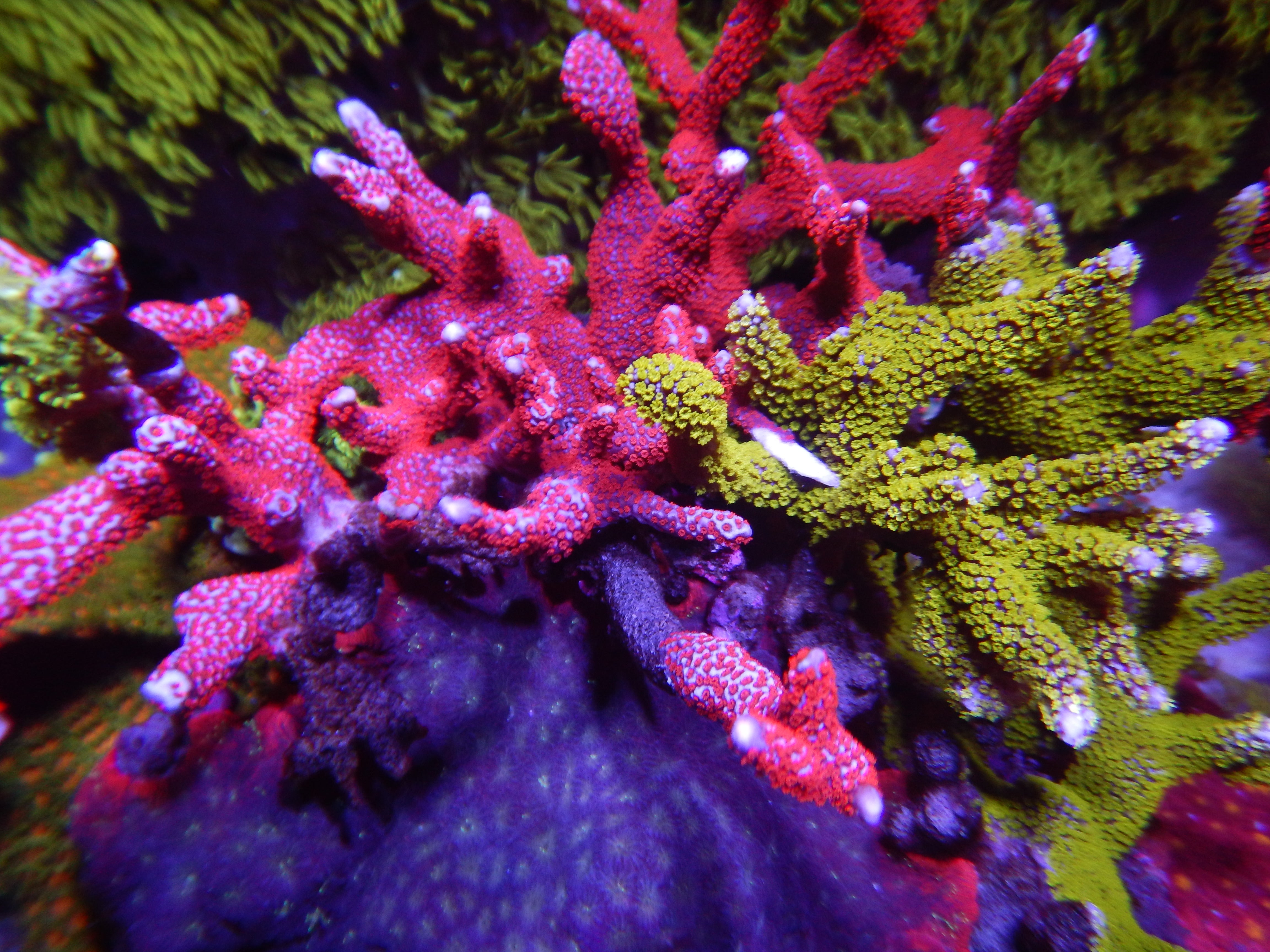 Soft coral swaying in reef current