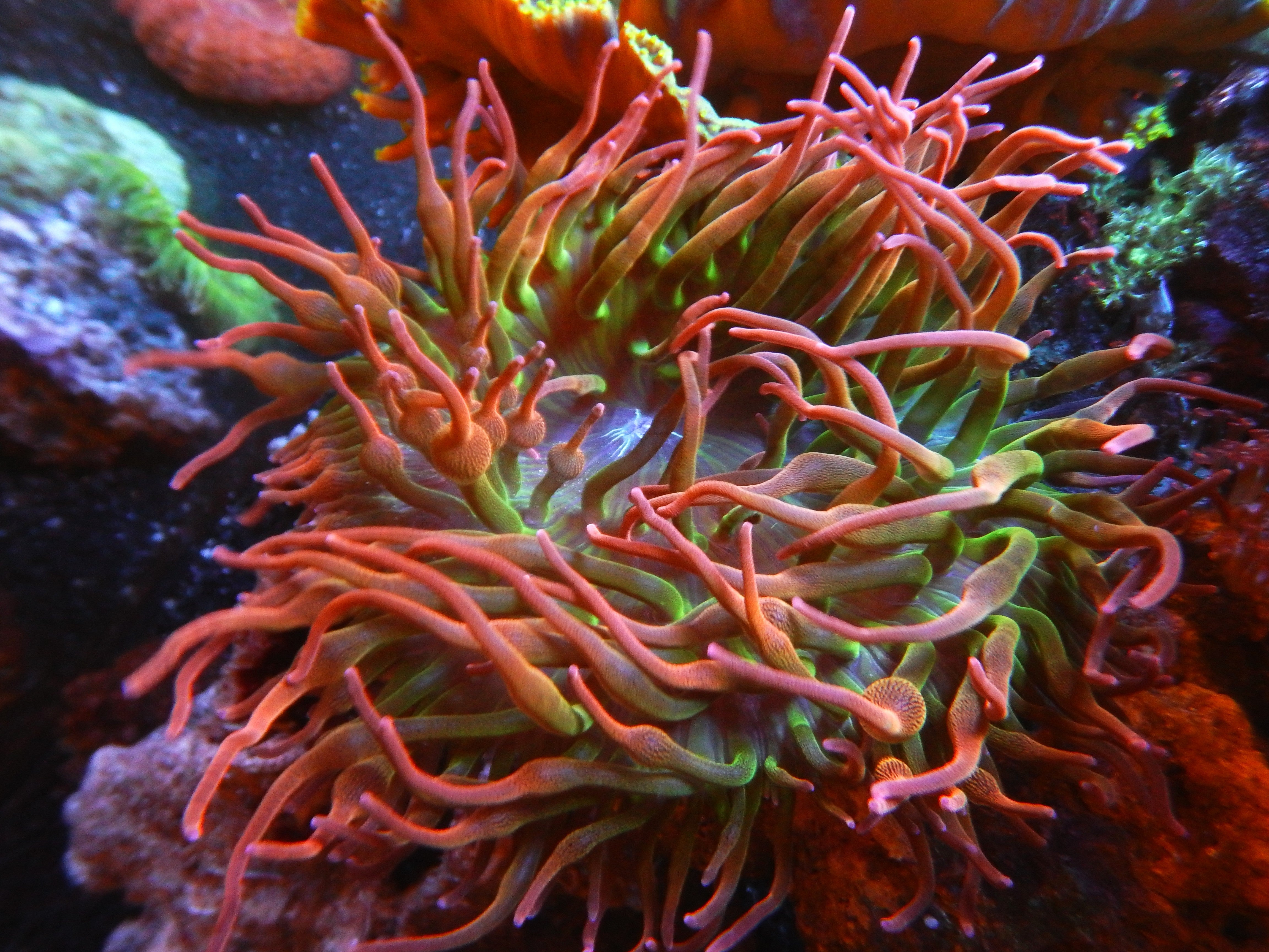 Multicolored zoanthid coral garden