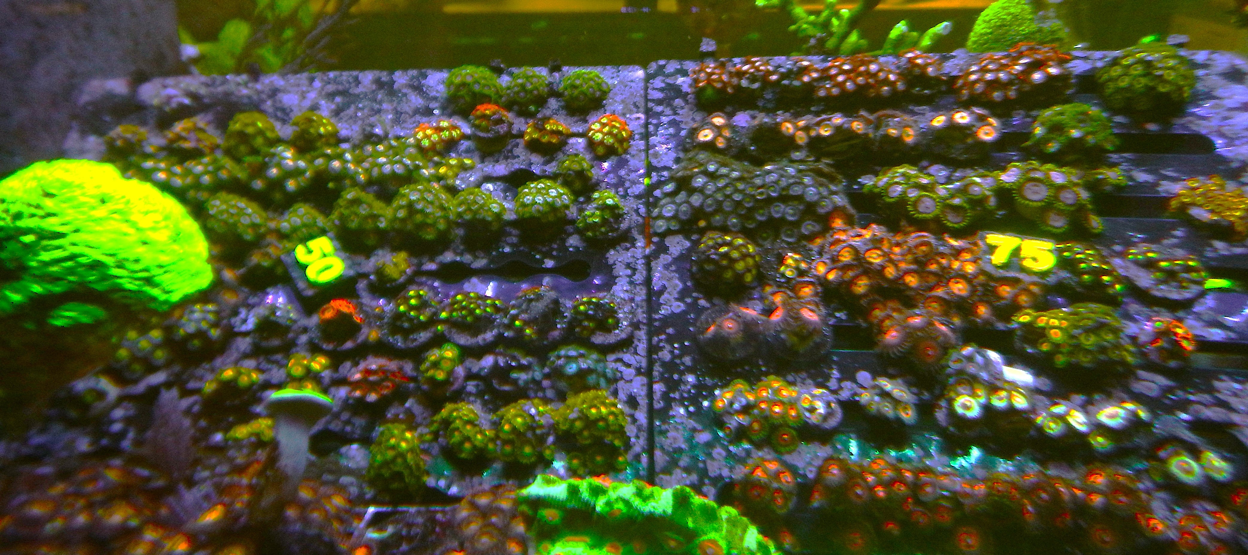 Acropora coral with purple tips