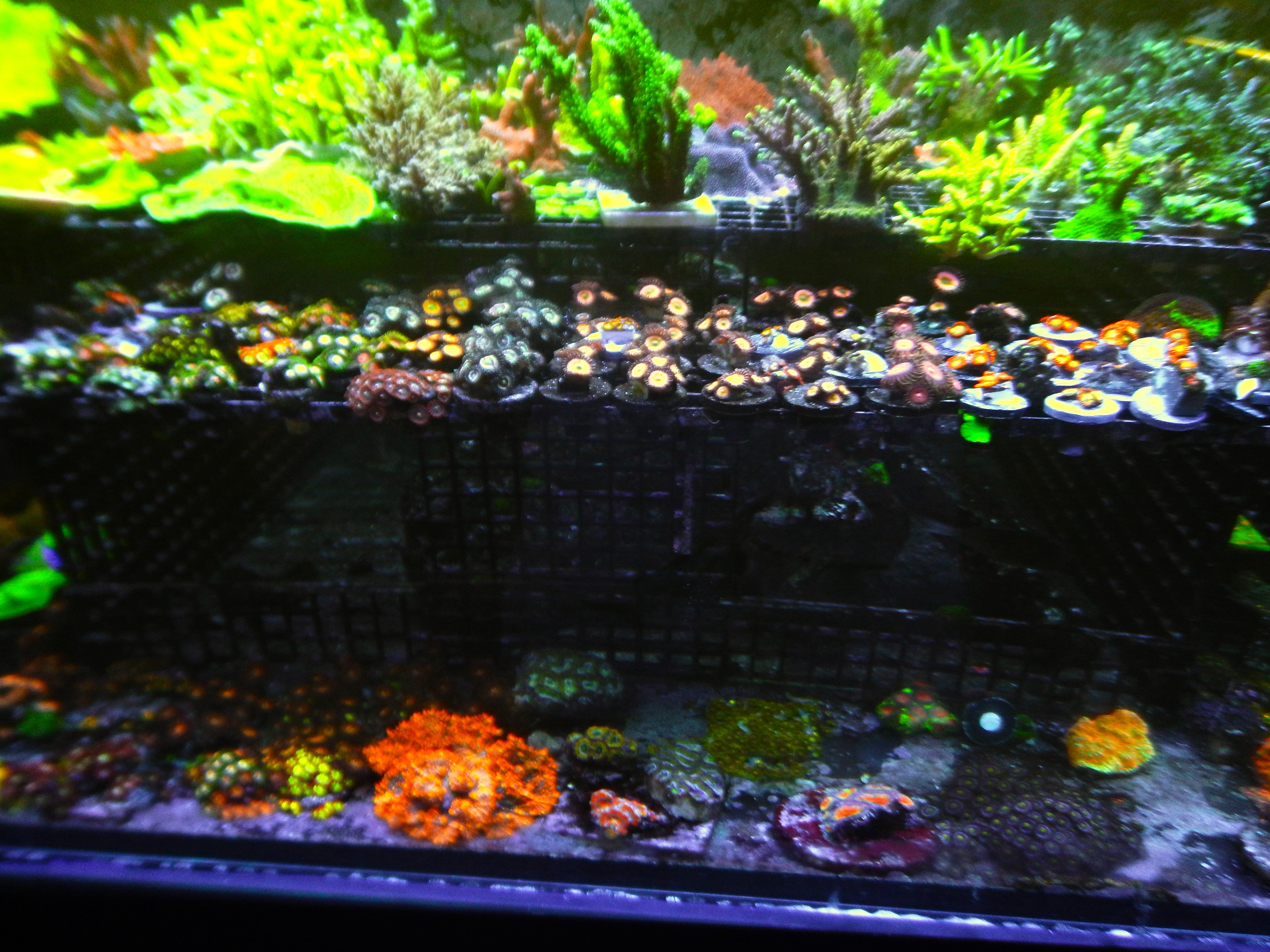 Hammer coral with flowing tentacles