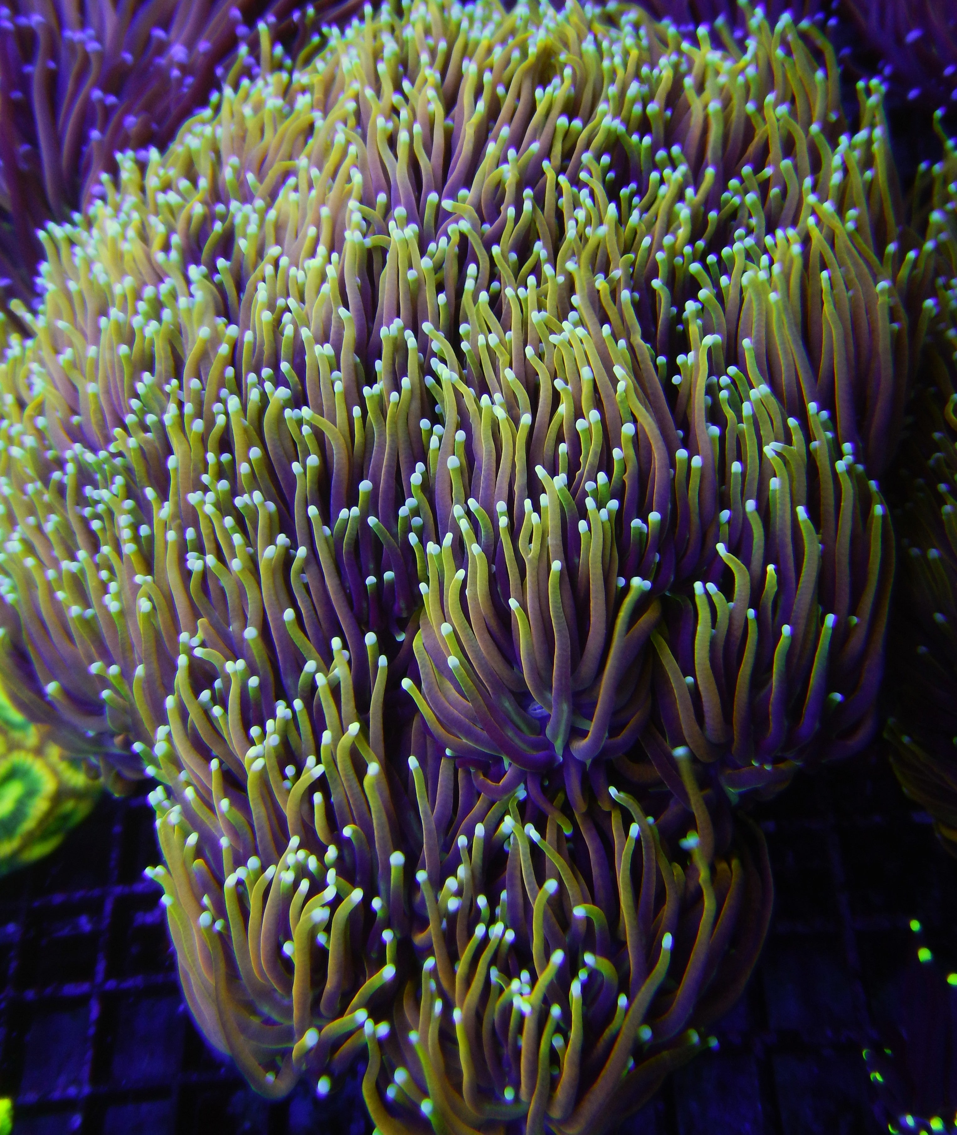 Favia brain coral closeup